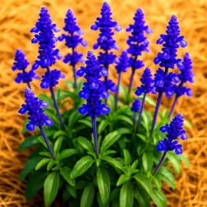200+ Blue Sage Seeds - Salvia Officinalis Heirloom Perennial Herb - Image 1