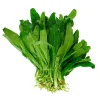 200+ Cilantro Coriander Culantro Ngò Gai Seeds - Non-GMO Herb Seeds for Indoor/Outdoor Planting - Image 1