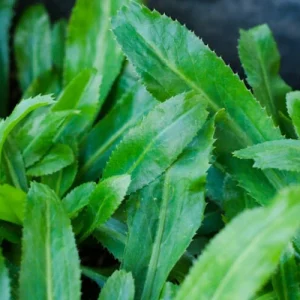 200+ Culantro Recao Seeds - Broadleaf Coriander Herb Seeds for Planting - Image 1