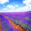 200+ Lavender Vera Seeds - Perennial, Non-GMO, Insect Repellent, Outdoor - Image 1