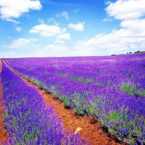200+ Lavender Vera Seeds - Perennial, Non-GMO, Insect Repellent, Outdoor - Image 1