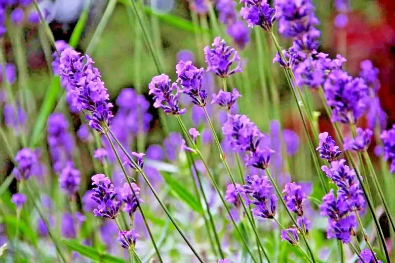 200+ Lavender Vera Seeds - Perennial, Non-GMO, Insect Repellent, Outdoor - Image 2