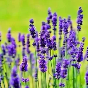 200+ Lavender Vera Seeds - Perennial, Non-GMO, Insect Repellent, Outdoor - Image 3