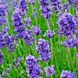 200+ Lavender Vera Seeds - Perennial, Non-GMO, Insect Repellent, Outdoor - Image 4