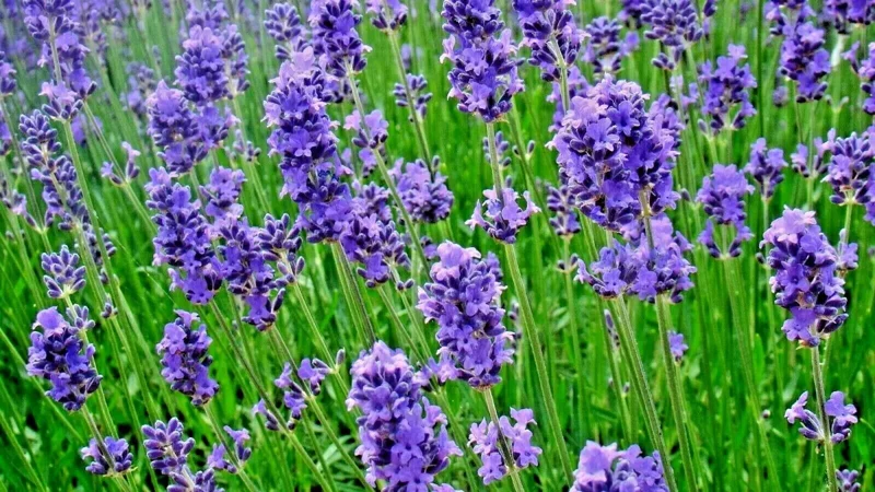 200+ Lavender Vera Seeds - Perennial, Non-GMO, Insect Repellent, Outdoor - Image 4