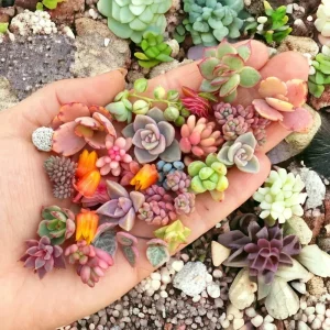 200 Mixed Succulent Seeds - Beautiful & Colorful Collection for Garden, Indoor & Outdoor - Image 1