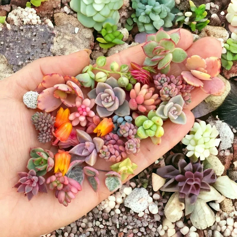 200 Mixed Succulent Seeds - Beautiful & Colorful Collection for Garden, Indoor & Outdoor - Image 1