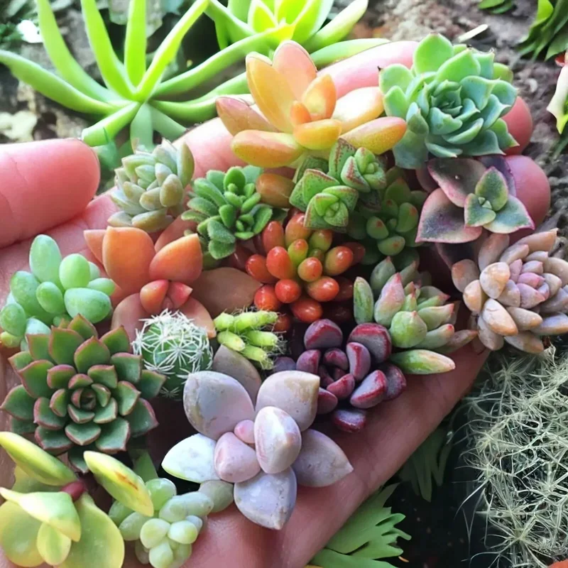 200 Mixed Succulent Seeds – Rare & Colorful Collection – Indoor/Outdoor Perennial - Image 1