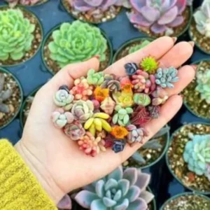 200 Mixed Succulent Seeds – Rare & Colorful Collection – Indoor/Outdoor Perennial - Image 3