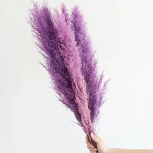 200 Purple Pampas Grass Seeds - Perennial Ornamental Flowering Grasses for Gardens - Image 3