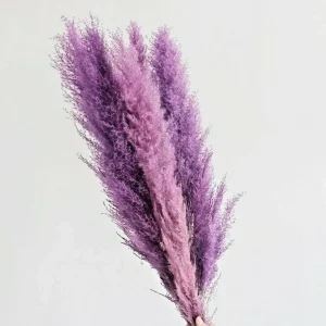 200 Purple Pampas Grass Seeds - Perennial Ornamental Flowering Grasses for Gardens - Image 1