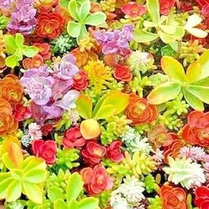 200 Sedum Seeds Spring Mix - Stonecrop Succulent Ground Cover Perennial - Image 2