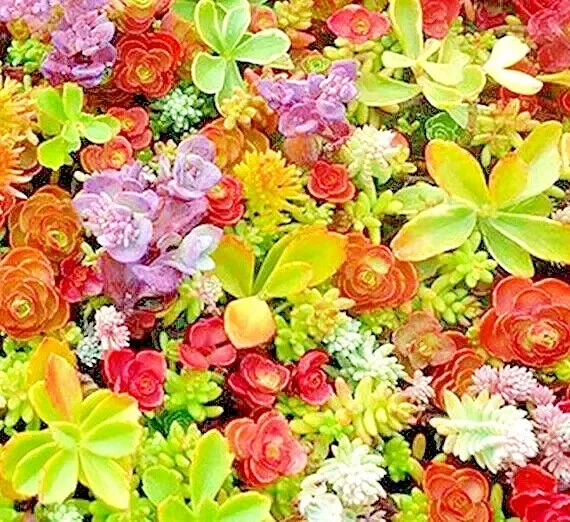 200 Sedum Seeds Spring Mix - Stonecrop Succulent Ground Cover Perennial - Image 2