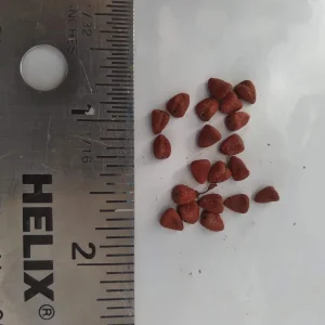 20x Annatto Lipstick Tree Seeds - Bixa orellana - Edible Dye & Landscaping - Image 2