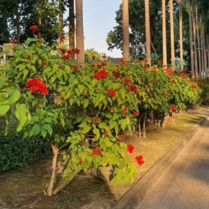 20x Annatto Lipstick Tree Seeds - Bixa orellana - Edible Dye & Landscaping - Image 3