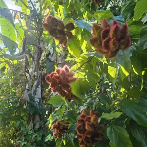 20x Annatto Lipstick Tree Seeds - Bixa orellana - Edible Dye & Landscaping - Image 6