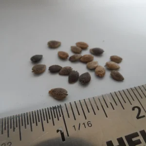 20x Passion Fruit Seeds - Passiflora Edulis - Sweet Vining Plant - Image 2