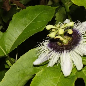 20x Passion Fruit Seeds - Passiflora Edulis - Sweet Vining Plant - Image 3