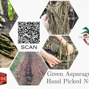 25 Asparagus Plants 'Jersey Knight' - 2 Year Crowns - Large Bare Root Asparagus Crowns - Outdoor Vegetable - Image 3