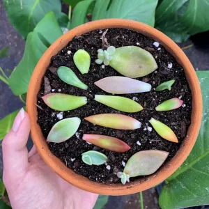 25 Assorted Succulent Leaves for Propagating - Colorful Indoor Live Plants - Image 1
