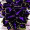 25+ Black Purple Coleus Seeds - Bold Foliage Plant - Easy-to-Grow - Image 1