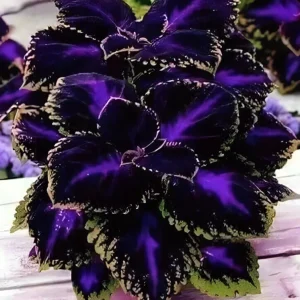 25+ Black Purple Coleus Seeds - Bold Foliage Plant - Easy-to-Grow - Image 5