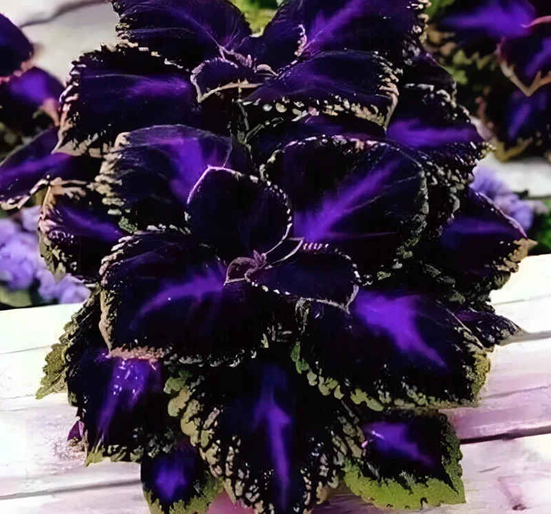 25+ Black Purple Coleus Seeds - Bold Foliage Plant - Easy-to-Grow - Image 5