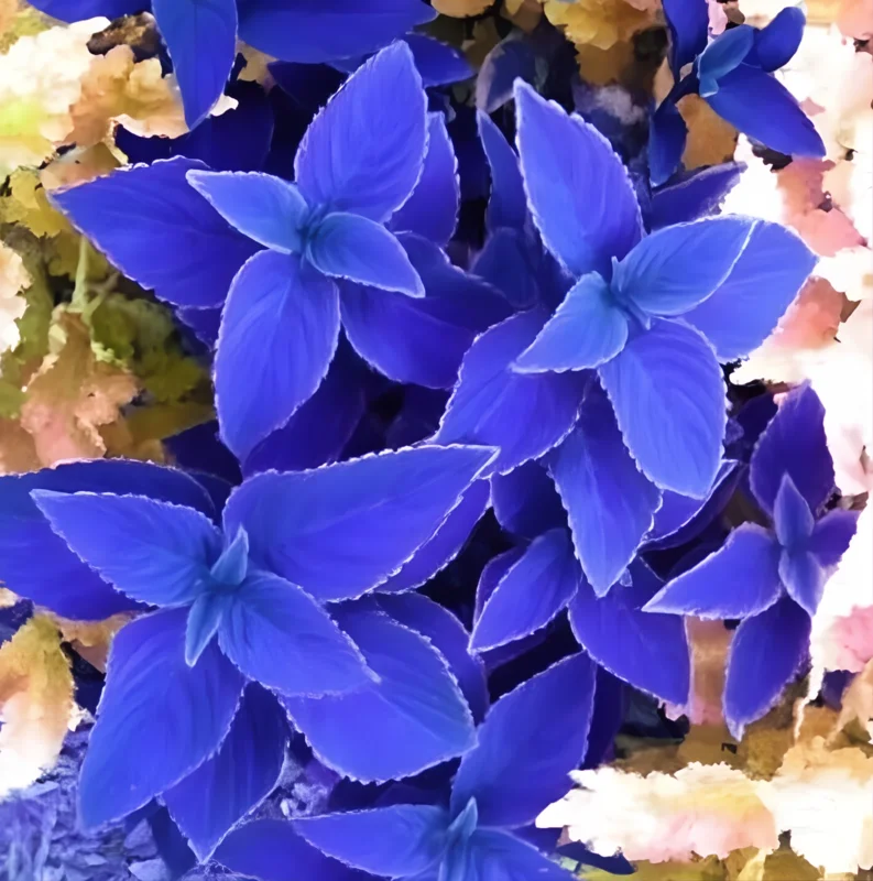 25+ Blue Coleus Seeds – Rare Foliage, Easy-to-Grow Ornamental Plant - Image 5