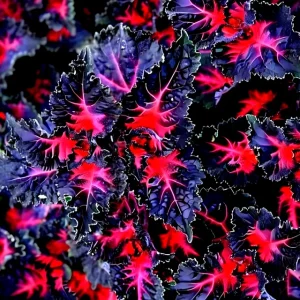 25 Coleus Black Dragon Lulu Seeds – Rare Dark Foliage Ornamental Flower Plant for Indoor & Outdoor - Image 3