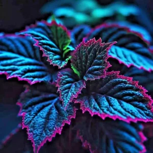 25+ Coleus Seeds - Rare Blue, Black, Green Foliage - Perennial Flower Seeds - Indoor/Outdoor - Image 3