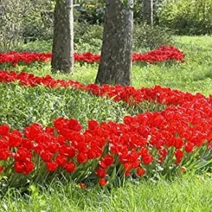 25 Darwin Hybrid Tulip Bulbs - Bright Red-Orange Flowers - 22-24