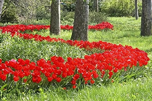 25 Darwin Hybrid Tulip Bulbs - Bright Red-Orange Flowers - 22-24" Tall - Image 2