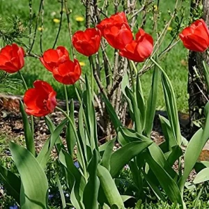 25 Darwin Hybrid Tulip Bulbs - Bright Red-Orange Flowers - 22-24
