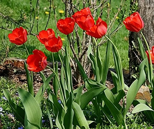 25 Darwin Hybrid Tulip Bulbs - Bright Red-Orange Flowers - 22-24" Tall - Image 3