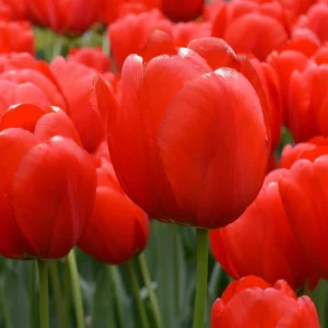 25 Darwin Hybrid Tulip Bulbs - Bright Red-Orange Flowers - 22-24