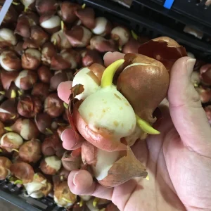 25 Darwin Hybrid Tulip Bulbs - Bright Red-Orange Flowers - 22-24