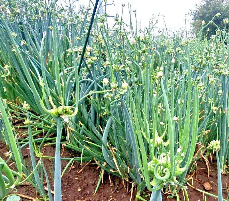 25 Egyptian Walking Onion Top Sets - Multiplier Tree Onion Bulbs - Perennial - Image 2