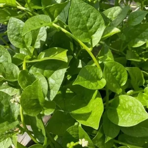 25+ Malabar Spinach Seeds - Mong Toi Ceylon Vine Spinach - GMO Free Perennial Vegetable Seeds - Image 2