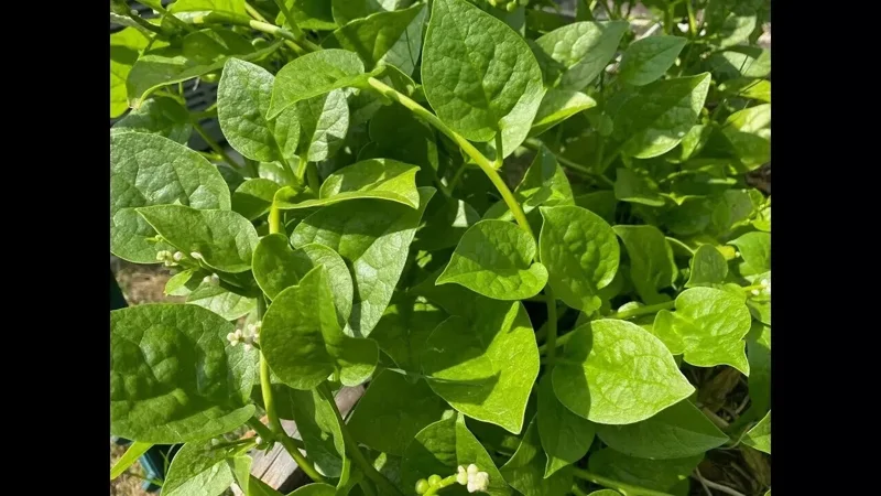 25+ Malabar Spinach Seeds - Mong Toi Ceylon Vine Spinach - GMO Free Perennial Vegetable Seeds - Image 2