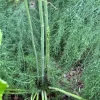 25 Mary Washington Asparagus Roots - Perennial Vegetable, Heirloom - Image 1