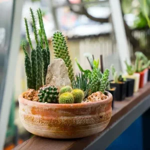 25+ Mixed Cactus & Succulent Seeds - Easy Grow Perennial Desert Garden - Image 3