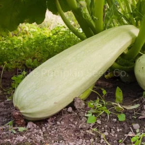25+ Organic Marrow White Bush Summer Squash Seeds Heirloom Non-GMO - Image 1