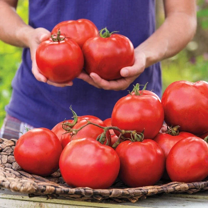 25 Organic Red Beefsteak Tomato Heirloom Seeds for Salad & Canning - Image 2