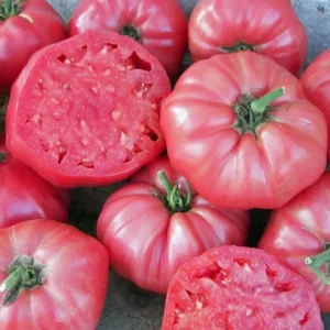 25 Organic Red Beefsteak Tomato Heirloom Seeds for Salad & Canning - Image 3