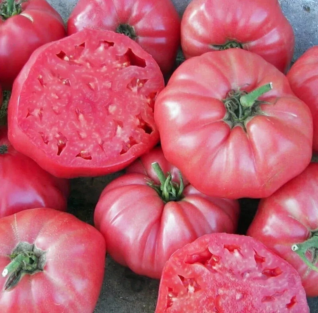 25 Organic Red Beefsteak Tomato Heirloom Seeds for Salad & Canning - Image 3