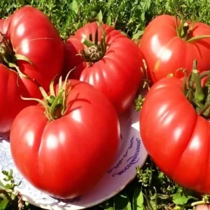 25 Organic Red Beefsteak Tomato Heirloom Seeds for Salad & Canning - Image 4