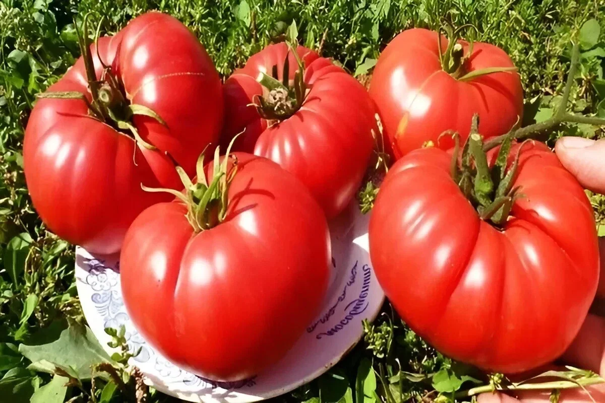 25 Organic Red Beefsteak Tomato Heirloom Seeds for Salad & Canning - Image 4