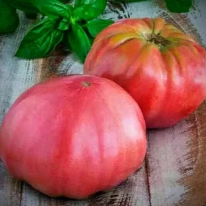 25 Organic Red Beefsteak Tomato Heirloom Seeds for Salad & Canning - Image 6
