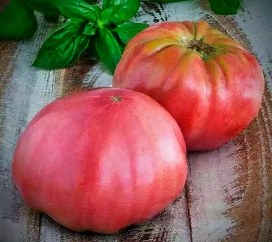 25 Organic Red Beefsteak Tomato Heirloom Seeds for Salad & Canning - Image 6