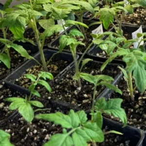 25 Organic Red Beefsteak Tomato Heirloom Seeds for Salad & Canning - Image 7